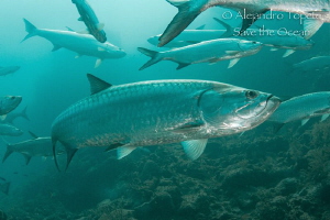 Big tarpon in the middle, Xcalac México by Alejandro Topete 